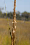 Smooth cordgrass